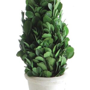 2-3/4" Round x 7-1/2"H Preserved Boxwood Cone Topiary in Clay Pot